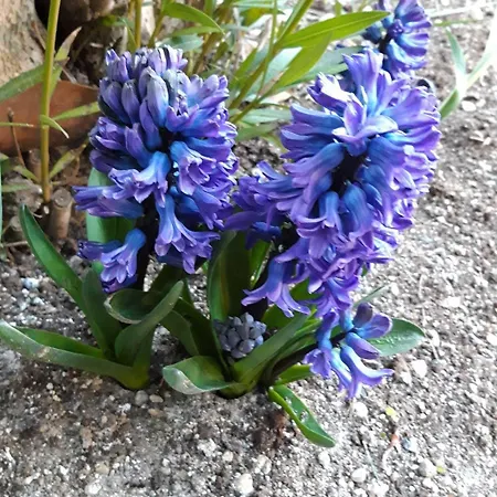 Debora Maison * סירמיונה