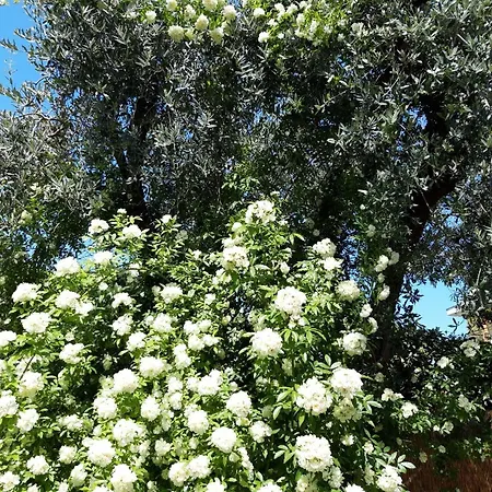 Debora Maison Nyaraló *