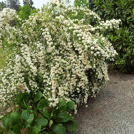 Debora Maison * Sirmione